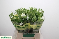 Oxypetalum Coeruleum Alba 40cm