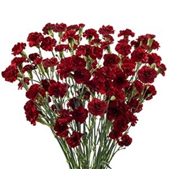 Dianthus Spray Chateau 65cm