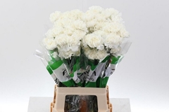 Dianthus Single Delphi 65cm