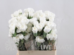 Dianthus Single White 60cm