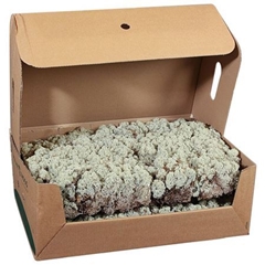 Icelandic Reindeer Moss Natural