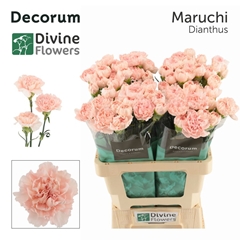 Dianthus Single Maruchi 60cm
