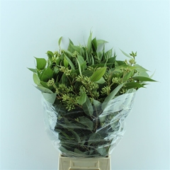 Eucalyptus Robusta Juveniel Per Bunch 60cm 300gr.