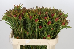 Leucadendron Ayoba Cherry Pearl 70cm