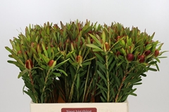 Leucadendron Ayoba Cherry Pearl 60cm