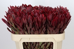 Leucadendron Jester 70cm