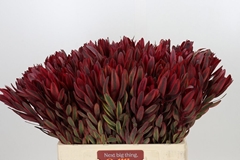 Leucadendron Jester 60cm