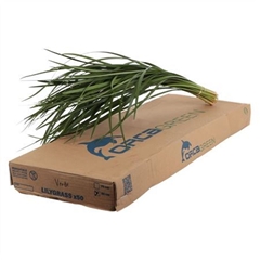 Lily Grass Per Bunch 70cm