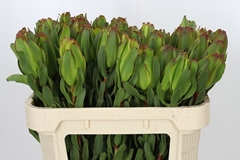 Leucadendron Laurel Yellow 70cm