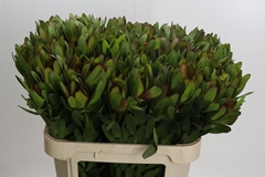 Leucadendron Safari Goldstrike 80cm