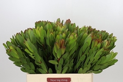 Leucadendron Safari Goldstrike 60cm