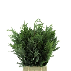 Coniferen Blue Per Bunch 40cm