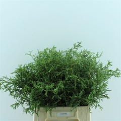 Chamaecyparis Obtusa Nana Gracilis Per Bunch 40cm