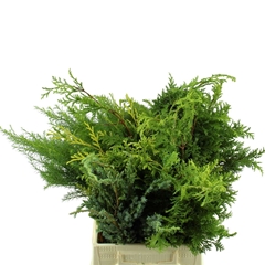 Chamaecyparis Mix Per Bunch 40cm