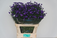 Aster Cecilia 85cm 40gr.