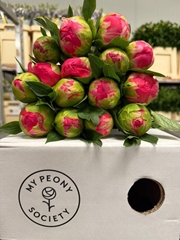 Paeonia Coral Sunset 55cm