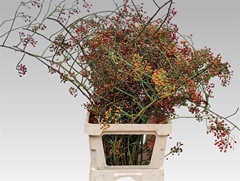 Rosa Corallo 100cm