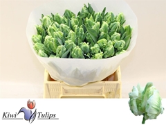 Tulip Parrot Super Parrot 40cm 33gr.
