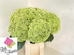Hydrangea Royal Highness Classic 80cm 23-25cm Hd
