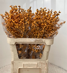Ilex Verticillata Golden Verboom 80cm