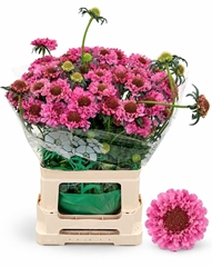 Scabiosa Candy Scoop 65cm