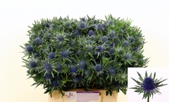 Eryngium Aquarius Questar 40cm