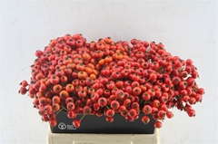 Rosa Red Hooijdonk 2.0 40cm