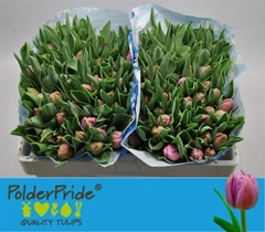 Tulip Double Katinka 35cm 35gr.