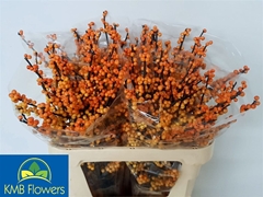 Ilex Verticillata Magical Cresgold 80cm