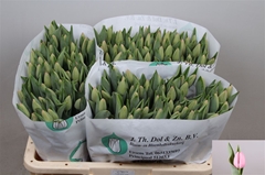 Tulip Single Tresor 35cm 35gr.