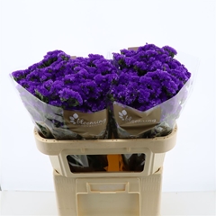 Limonium Sinuatum Navy Sun Birds 70cm 45gr.