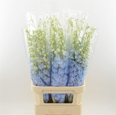 Delphinium Double Dewi Boy 100cm