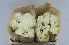 Rosa David Austin Leonora 50cm