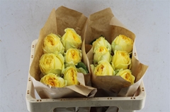 Rosa Catalina 50cm