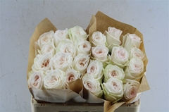 Rosa Garden White O Hara 50cm