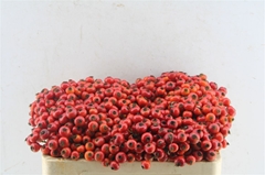 Rosa Red Hooijdonk 2.0 50cm