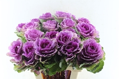 Brassica Red Crane 60cm