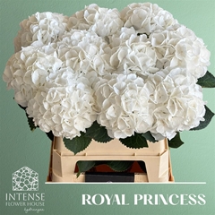 Hydrangea Royal Princess 80cm 18-20cm Hd