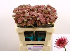 Astrantia Roma 50cm