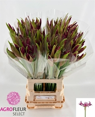 Nerine Mister Nick 70cm