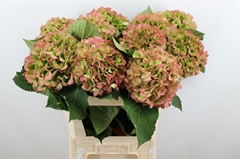Hydrangea Verena Classic 80cm 19-21cm Hd