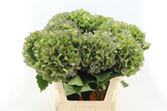 Hydrangea Verena Blue Classic 80cm 20-22cm Hd