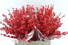 Ilex Verticillata 60cm