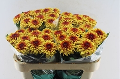 Chrysanth Single Pip Sunny 70cm 75gr.