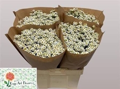 Tanacetum Single Vegmo 65cm