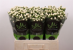 Hypericum Sisu Twinkle 60cm