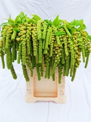 Amaranthus Caudatus Cycloop 75cm