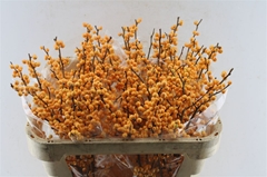 Ilex Verticillata Golden Verboom 70cm