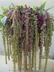 Amaranthus Caudatus Mira 75cm