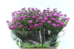 Aster Flash 80cm 30gr.